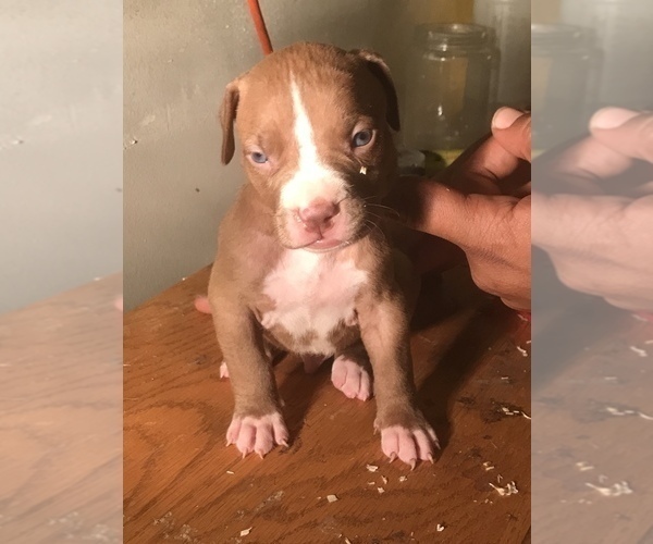 Medium Photo #19 American Bully Puppy For Sale in CO SPGS, CO, USA