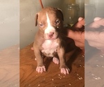 Small Photo #19 American Bully Puppy For Sale in CO SPGS, CO, USA