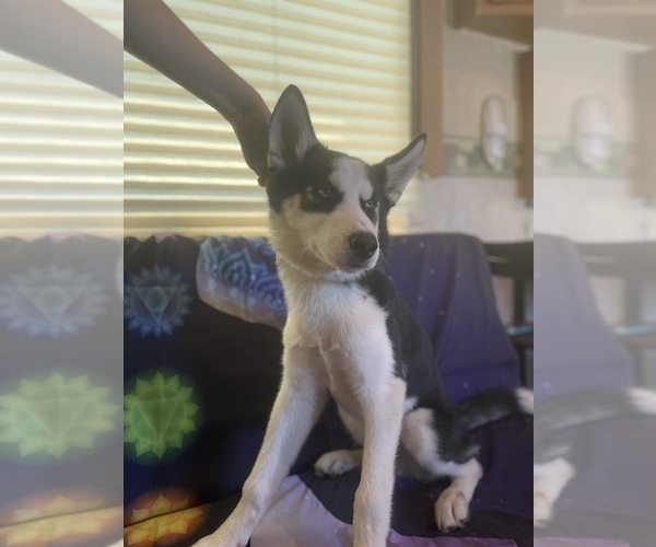 Medium Photo #5 Siberian Husky Puppy For Sale in LIBERTY, MO, USA