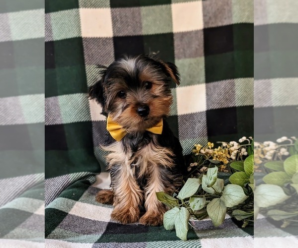 Medium Photo #1 Yorkshire Terrier Puppy For Sale in QUARRYVILLE, PA, USA