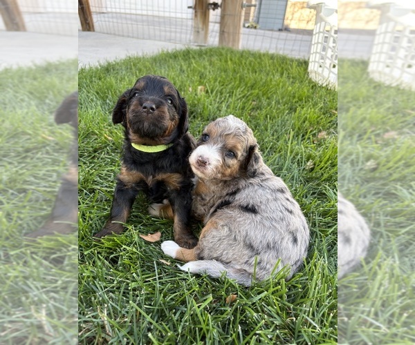 Medium Photo #4 Bernedoodle (Miniature) Puppy For Sale in HELPER, UT, USA