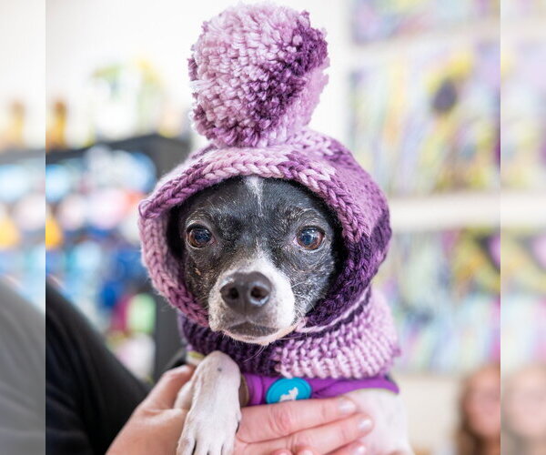 Medium Photo #10 Chihuahua-Unknown Mix Puppy For Sale in Mundelein, IL, USA