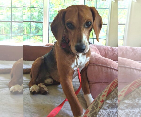 Medium Photo #13 Beagle Puppy For Sale in Dunnellon, FL, USA