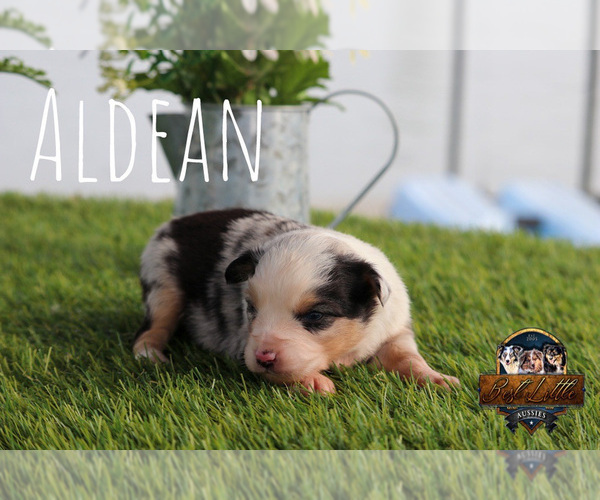 Medium Photo #39 Miniature Australian Shepherd Puppy For Sale in GRANBURY, TX, USA