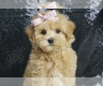 Small #2 Maltipoo