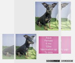 Small #6 Chihuahua Mix