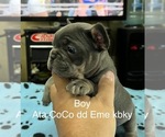 Small Photo #3 French Bulldog Puppy For Sale in TRENTON, TX, USA