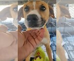 Small Photo #3 Labbe Puppy For Sale in Pena Blanca, NM, USA