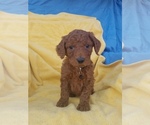 Small Photo #8 Poodle (Standard) Puppy For Sale in LOWELL, AR, USA