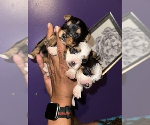 Yorkshire Terrier Puppy for sale in HYATTSVILLE, MD, USA