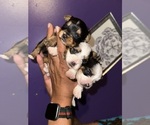 Image preview for Ad Listing. Nickname: Yorkie