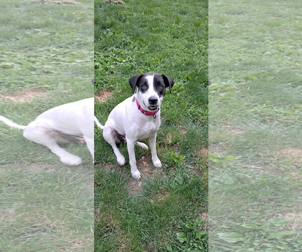 Medium Photo #2 Labrador Retriever-Unknown Mix Puppy For Sale in pomfret, CT, USA