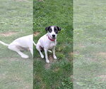 Small #1 Labrador Retriever Mix