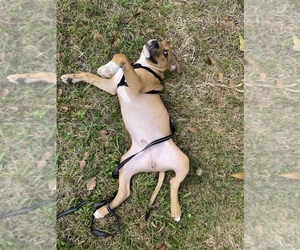 American Pit Bull Terrier-Black Mouth Cur Mix Puppy for sale in TALLAHASSEE, FL, USA