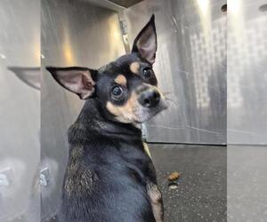 Chihuahua-Unknown Mix Dogs for adoption in San Antonio, TX, USA