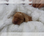 Small #6 Labrador Retriever