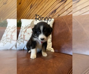 Australian Shepherd Puppy for sale in EXETER, MO, USA