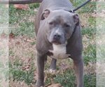 Small Photo #1 American Pit Bull Terrier-Unknown Mix Puppy For Sale in Richmond, VA, USA
