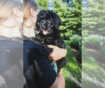 Small #4 Bernedoodle (Miniature)