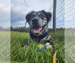 Small #2 Border-Aussie