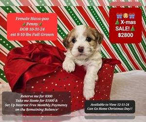 Poovanese Puppy for sale in TUCSON, AZ, USA