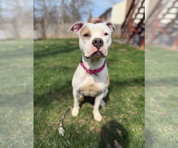 Medium Photo #12 Mutt Puppy For Sale in Alexandria, VA, USA