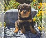 Nyx - Male Rottweiler Puppy for Sale - Photo #3