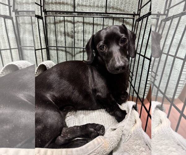 Medium Photo #1 Dachshund Puppy For Sale in Fruitland, SC, USA