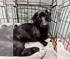 Dachshund Dogs for adoption in Fruitland, SC, USA