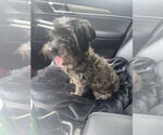 Small Maltese-Poodle (Toy) Mix