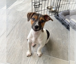 Jack-Rat Terrier Puppy for sale in CLEARWATER, FL, USA