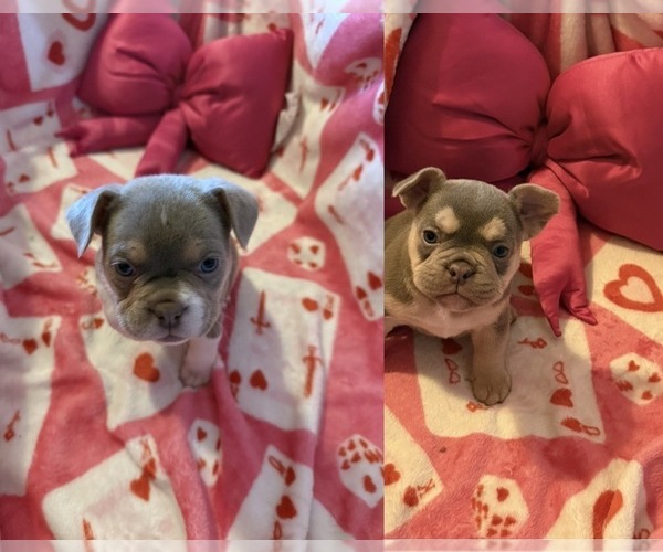 Medium Photo #1 American Bully-French Bulldog Mix Puppy For Sale in SPARTANBURG, SC, USA