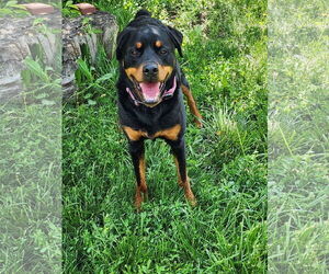 Rottweiler-Unknown Mix Dogs for adoption in Fort Collins, CO, USA