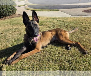 Mutt Dogs for adoption in Imlay City, MI, USA