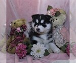 Small Photo #2 Siberian Husky Puppy For Sale in CATAWISSA, PA, USA