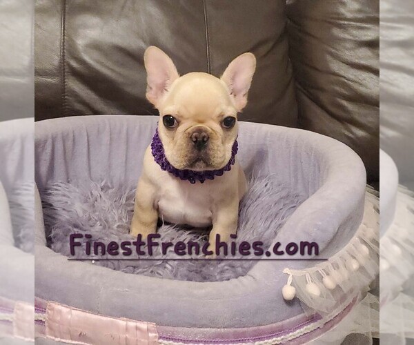 Medium Photo #2 French Bulldog Puppy For Sale in MARIONVILLE, MO, USA