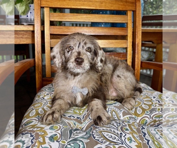 Medium Photo #3 Labradoodle Puppy For Sale in NOBLESVILLE, IN, USA