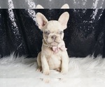 Puppy Mercedes AKC French Bulldog