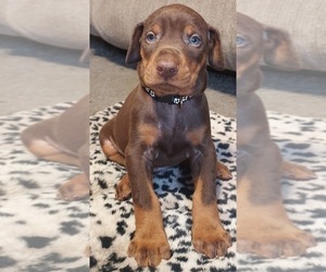 Doberman Pinscher Puppy for sale in NATRONA HEIGHTS, PA, USA