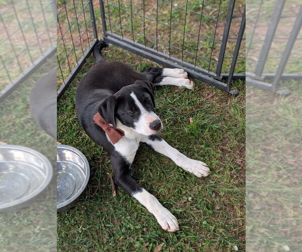 Medium Photo #3 Boxer-Unknown Mix Puppy For Sale in garner, NC, USA