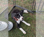 Small #2 Boxer Mix