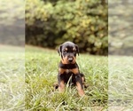 Puppy Orange Collar Doberman Pinscher