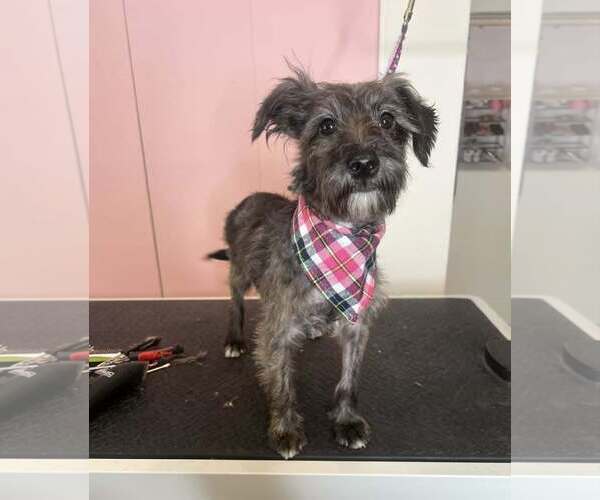 Medium Photo #9 Mutt Puppy For Sale in Phoenix, AZ, USA