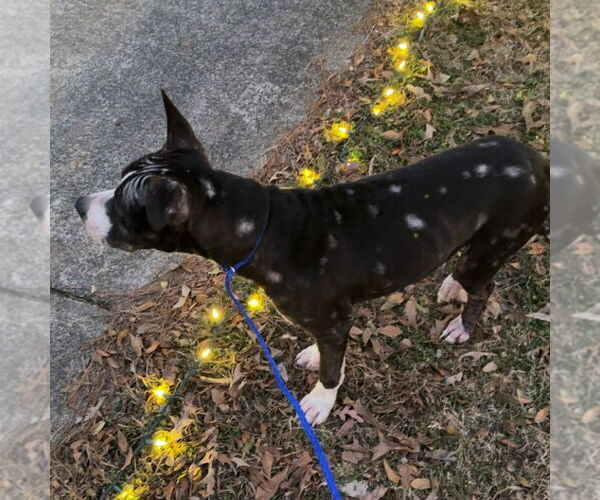 Medium Photo #3 Mutt Puppy For Sale in Yardley, PA, USA