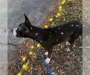 Louie  LOWER FEE!!! - Male Mutt Dog for Adoption - Photo #3