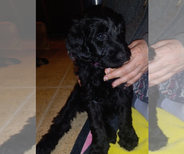 Medium Photo #5 Labradoodle Puppy For Sale in JEFFERSONTOWN, KY, USA