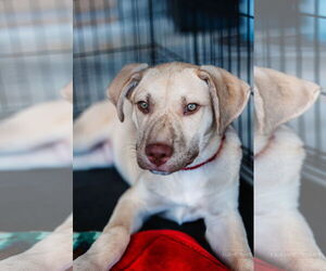 Labrador Retriever-Unknown Mix Dogs for adoption in The Woodlands, TX, USA