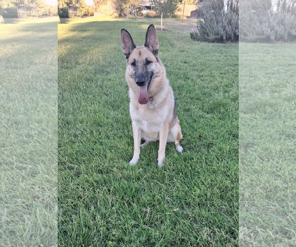 Medium Photo #2 German Shepherd Dog Puppy For Sale in Modesto, CA, USA