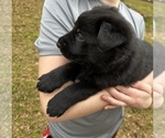 Small #9 German Shepherd Dog
