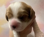 Puppy Lil Peaches Cavalier King Charles Spaniel